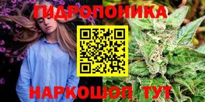 гидра Будённовск